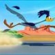 Road runner